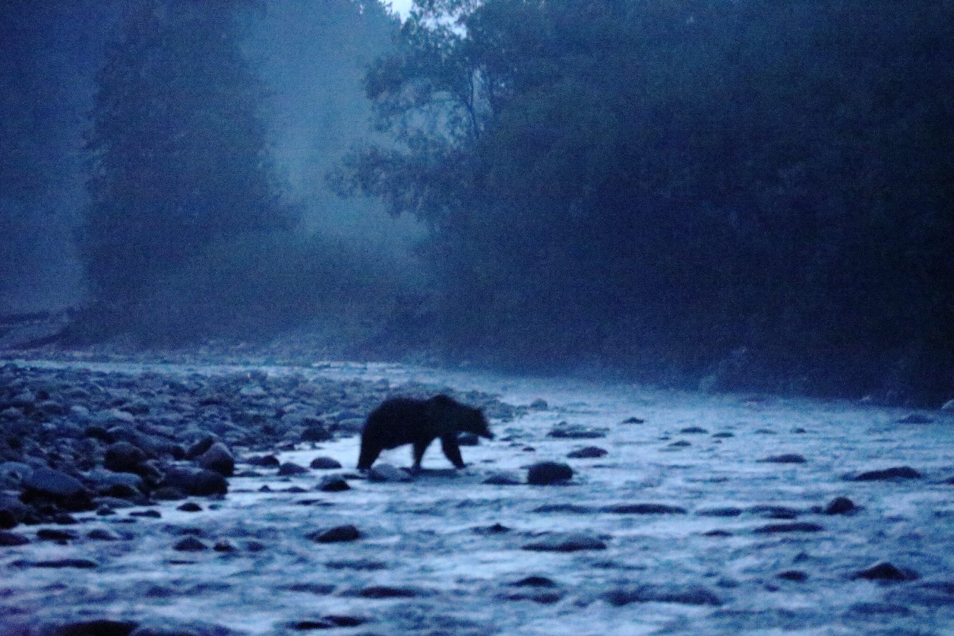 V rannom šere sa na rieke ako prízrak zjavuje silueta medveď