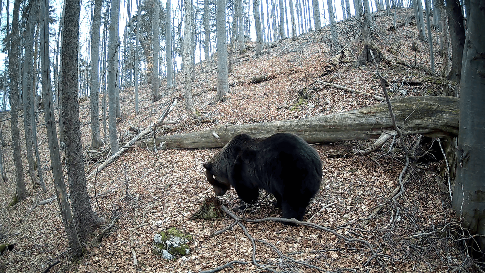 Medveď v prírode